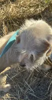 Ghost, a female Schnoodle and Poodle - Toy  for sale in Veneta, OR – 8 of 10