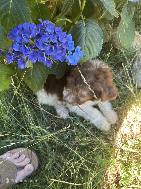 Leo – Maltipoo puppy for sale in Veneta, OR