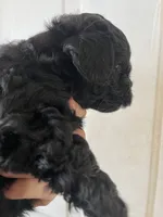 Mario, a male Maltipoo for sale in Veneta, OR – 4 of 4