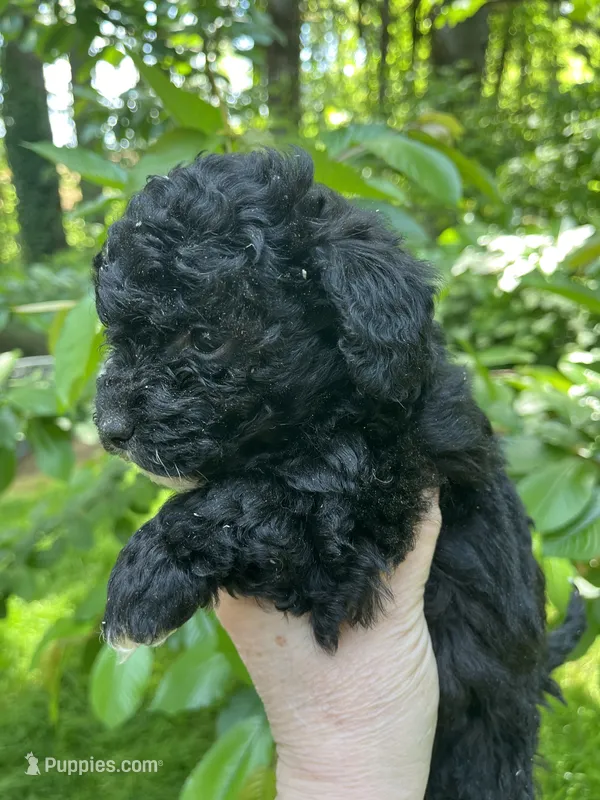 Scarlet – Maltipoo puppy for sale in Veneta, OR