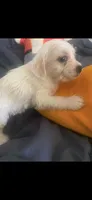 Ghost, a female Schnoodle and Poodle - Toy  for sale in Veneta, OR – 7 of 10