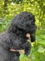 Ladybug, a female Maltipoo for sale in Veneta, OR – 7 of 7