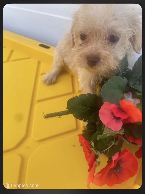 Delilah – Schnoodle puppy for sale in Veneta, OR