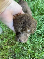 Coco, a female Poodle - Miniature  for sale in Veneta, OR – 4 of 10