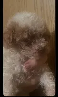 Prince, a male Maltipoo for sale in Veneta, OR – 1 of 3