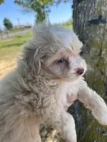 Mickey Mouse, a male Maltipoo for sale in Veneta, OR – 5 of 7
