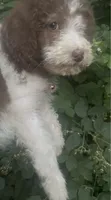 Leo, a male Maltipoo for sale in Veneta, OR – 3 of 8