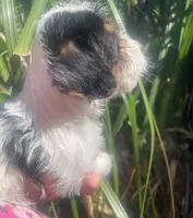 Robbie, a male Schnoodle and Poodle - Toy  for sale in Veneta, OR – 9 of 10