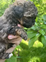 Shadow, a female Maltipoo for sale in Veneta, OR – 5 of 5