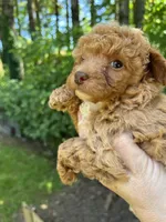 Piper, a female Poodle - Miniature  for sale in Veneta, OR – 3 of 10