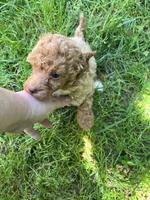 Piper, a female Poodle - Miniature  for sale in Veneta, OR – 5 of 10