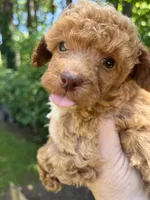 Piper, a female Poodle - Miniature  for sale in Veneta, OR – 9 of 10