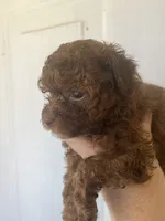 Shy, a female Maltipoo for sale in Veneta, OR – 3 of 9