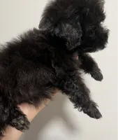 Marshall, a male Maltipoo for sale in Veneta, OR – 2 of 10