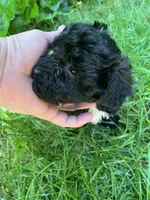 Cheyenne, a female Maltipoo for sale in Veneta, OR – 2 of 7