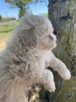Mickey Mouse, a male Maltipoo for sale in Veneta, OR – 1 of 7
