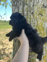 Leo, a male Maltipoo for sale in Veneta, OR – 4 of 5