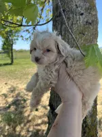 Mickey Mouse, a male Maltipoo for sale in Veneta, OR – 2 of 7