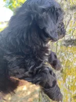 Leo, a male Maltipoo for sale in Veneta, OR – 5 of 5