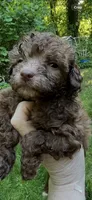 Coco, a female Poodle - Miniature  for sale in Veneta, OR – 8 of 10