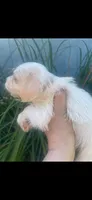 Ghost, a female Schnoodle and Poodle - Toy  for sale in Veneta, OR – 10 of 10