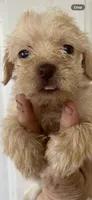 Delilah, a female Schnoodle for sale in Veneta, OR – 10 of 10