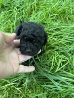 Scarlet, a female Maltipoo for sale in Veneta, OR – 5 of 6