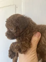 Shy, a female Maltipoo for sale in Veneta, OR – 4 of 9