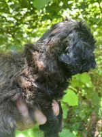 Star, a female Maltipoo for sale in Veneta, OR – 4 of 10