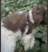 Leo, a male Maltipoo for sale in Veneta, OR – 5 of 8