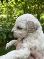 Ghost, a female Maltipoo for sale in Veneta, OR – 3 of 6