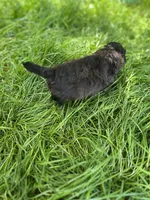 Ladybug, a female Maltipoo for sale in Veneta, OR – 3 of 7