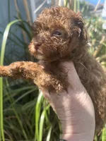 Shy, a female Maltipoo for sale in Veneta, OR – 6 of 9