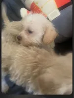 Lady, a female Schnoodle and Poodle - Toy  for sale in Veneta, OR – 7 of 10