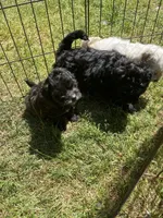 Star, a female Maltipoo for sale in Veneta, OR – 10 of 10