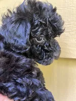 Cheyenne, a female Maltipoo for sale in Veneta, OR – 3 of 7