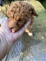 Piper, a female Poodle - Miniature  for sale in Veneta, OR – 8 of 10