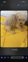 Lady, a female Schnoodle and Poodle - Toy  for sale in Veneta, OR – 9 of 10