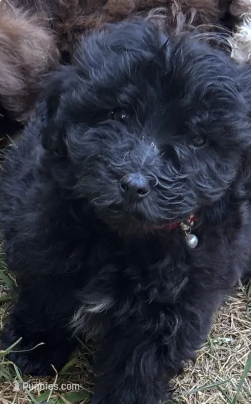 Marshall – Maltipoo puppy for sale in Veneta, OR