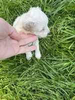 Ghost, a female Maltipoo for sale in Veneta, OR – 6 of 6