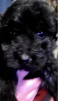 Marshall, a male Maltipoo for sale in Veneta, OR – 2 of 2
