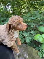 Piper, a female Poodle - Miniature  for sale in Veneta, OR – 7 of 10