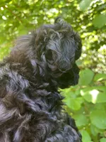 Star, a female Maltipoo for sale in Veneta, OR – 6 of 10