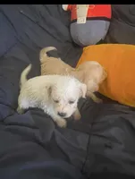 Ghost, a female Schnoodle and Poodle - Toy  for sale in Veneta, OR – 2 of 10