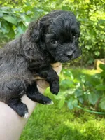 Ladybug, a female Maltipoo for sale in Veneta, OR – 4 of 7