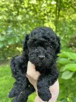 Scarlet, a female Maltipoo for sale in Veneta, OR – 4 of 6