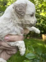 Ghost, a female Maltipoo for sale in Veneta, OR – 1 of 6