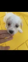 Ghost, a female Schnoodle and Poodle - Toy  for sale in Veneta, OR – 5 of 10