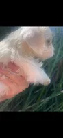 Ghost, a female Schnoodle and Poodle - Toy  for sale in Veneta, OR – 9 of 10