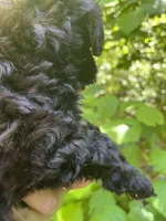 Star, a female Maltipoo for sale in Veneta, OR – 7 of 10